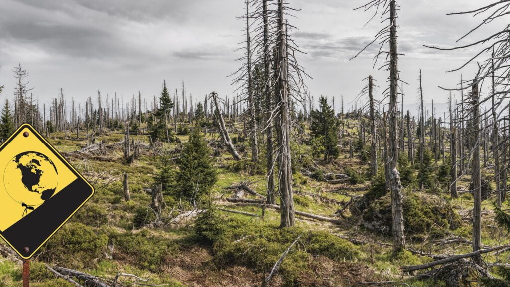 environmental regulations limited the effects of acid rain. But many forests still suffer.